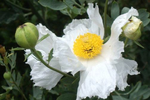 Romneya coulteri wwwsfbotanicalgardenorggraphicsbloom1108mai