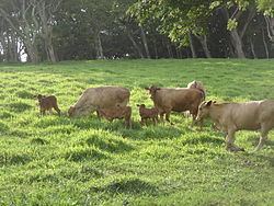 Romosinuano cattle httpsuploadwikimediaorgwikipediacommonsthu