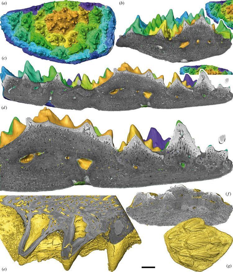 Romundina Romundina and the evolutionary origin of teeth Biology Letters