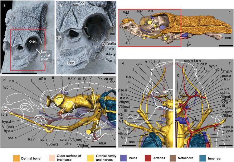 Romundina Phylogenetic position of Romundina A primitive placoderm sheds