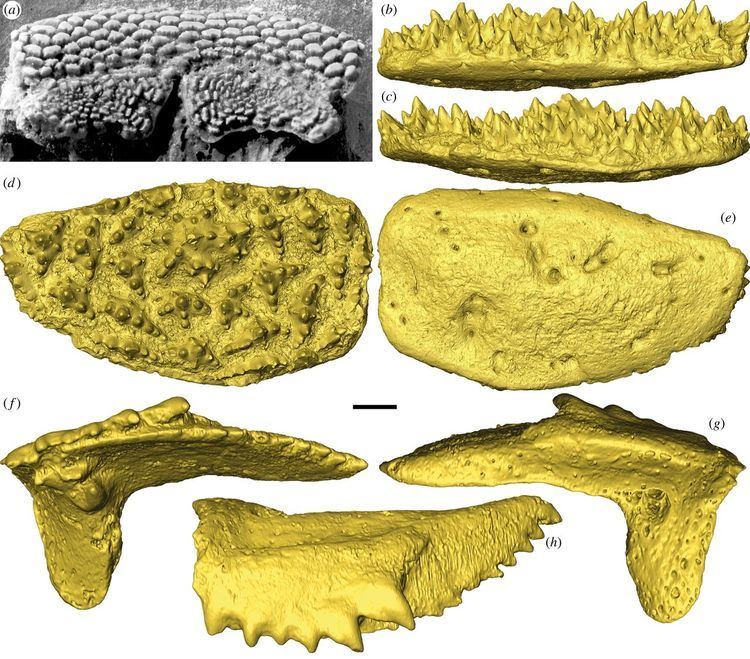 Romundina Romundina and the evolutionary origin of teeth Biology Letters