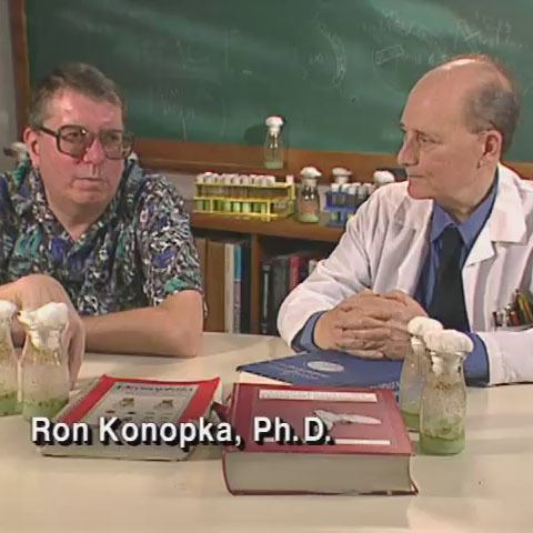 Ron Konopka Interview with Dr Ron Konopka HHMI BioInteractive