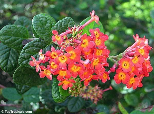 Rondeletia (plant) Rondeletia odorata Rondeletia speciosa Rondeletia coccinea Panama