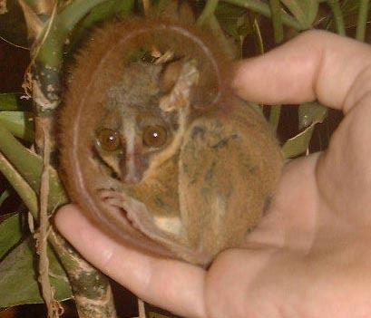 Rondo dwarf galago Endangered Species Project