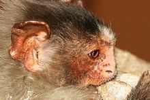 Rondon's marmoset httpsuploadwikimediaorgwikipediacommonsthu