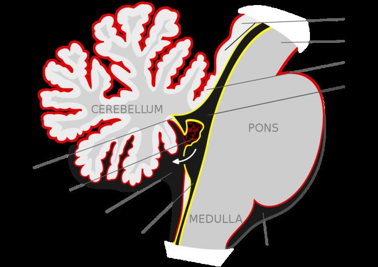 Roof of fourth ventricle