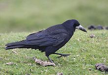 Rook (bird) httpsuploadwikimediaorgwikipediacommonsthu