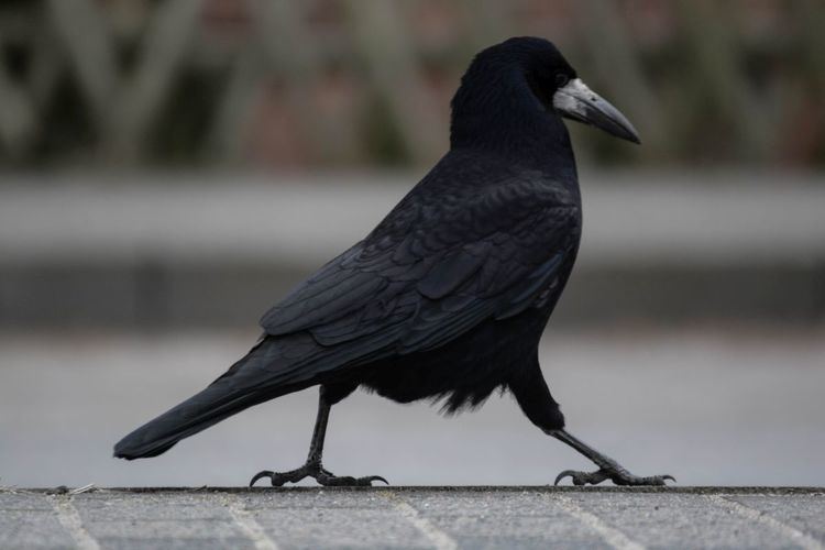 Rook (bird) Walking Rook Bird Diary of Dennis