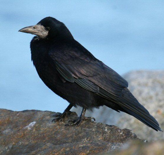 Rook (bird) Rook 20 Ronnie Martinlgejpg