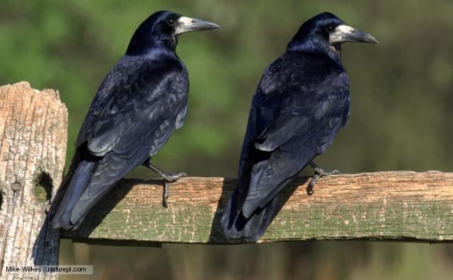 Rook (bird) BBC Nature Rook videos news and facts