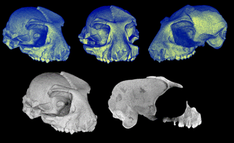 Rooneyia Cryptomundo Speaking of Primate Fossil Finds in Texas