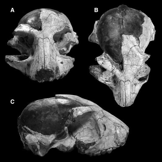 Rooneyia Cranial anatomy of the Duchesnean primate Rooneyia viejaensis New
