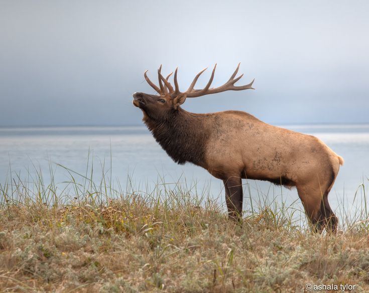 Roosevelt elk roosevelt elk Google Search Seasonal Pinterest Elk