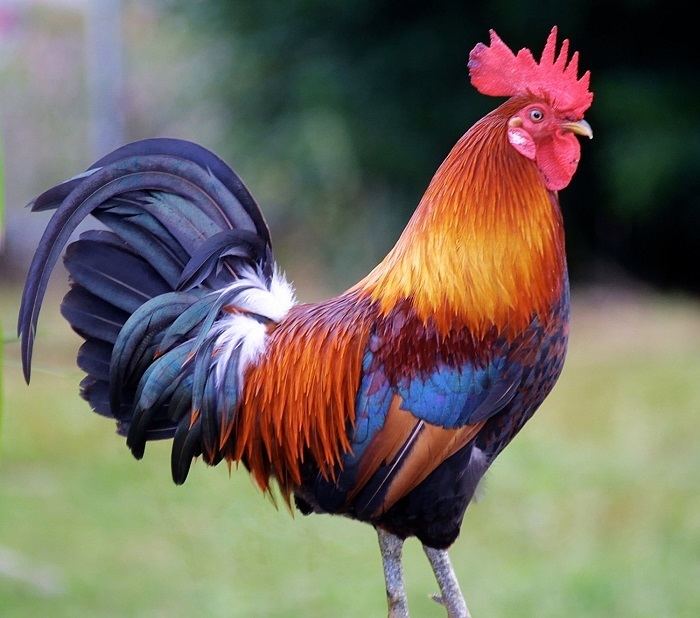 Rooster - Alchetron, The Free Social Encyclopedia