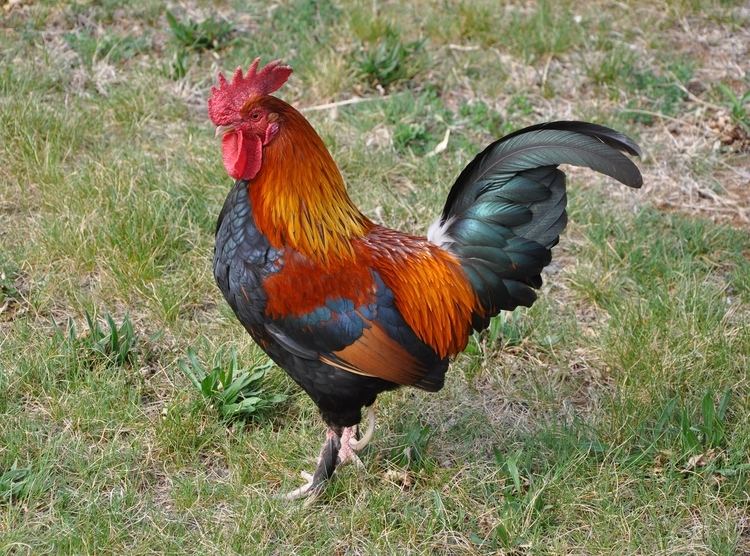 Rooster Of Roosters and Rebbes UpStart