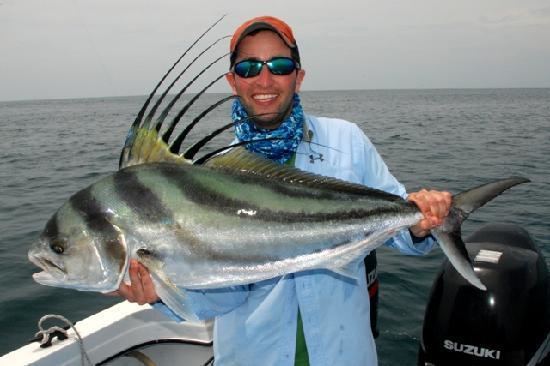 Roosterfish Roosterfish Picture of The Zancudo Lodge Golfito TripAdvisor