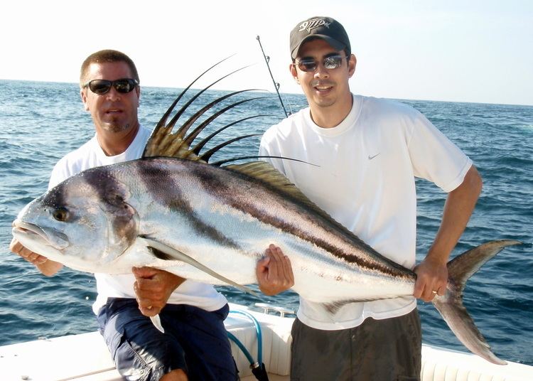 Roosterfish How to Catch Roosterfish Tips for Fishing for Roosterfish How To