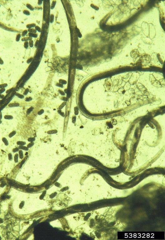 Root gall nematode httpsbugwoodcloudorgimages768x5125383282jpg