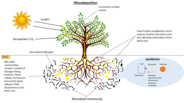 Root microbiome