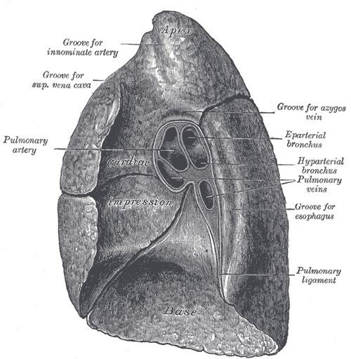 Root of the lung