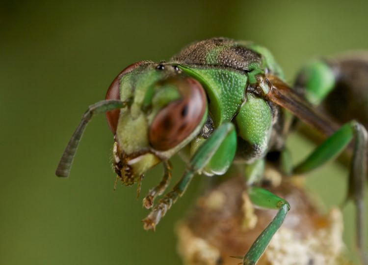 Ropalidia Green wasp Ropalidia sp Thanks to Bernhard Jacobi for t Flickr