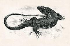 Roque Chico de Salmor giant lizard httpsuploadwikimediaorgwikipediaenthumb1