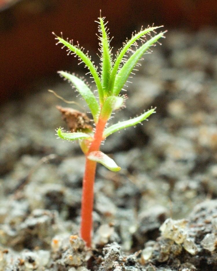 Roridula gorgonias Roridula gorgonias pics Pseudo amp Indirect Carnivorous Plants