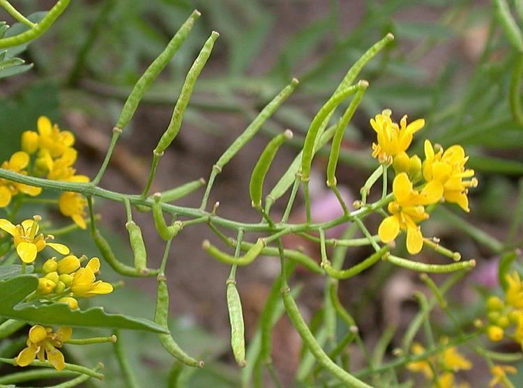 Rorippa Rorippa sylvestris creeping yellowcress Go Botany