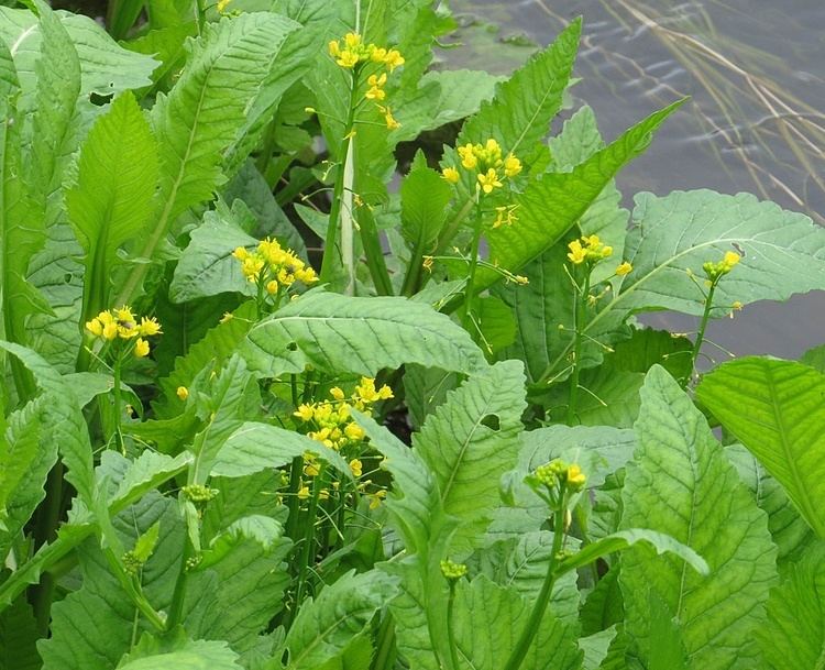 Rorippa amphibia Great Yellowcress Rorippa amphibia NatureSpot