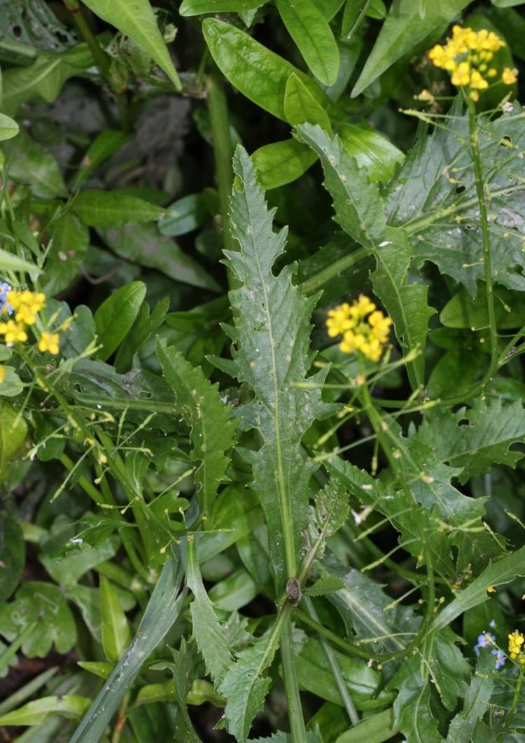 Rorippa amphibia Great Yellowcress Rorippa amphibia NatureSpot