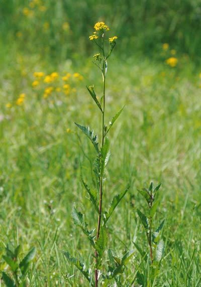 Rorippa amphibia Rorippa amphibia Great yellowcress Nasturtium amphibium