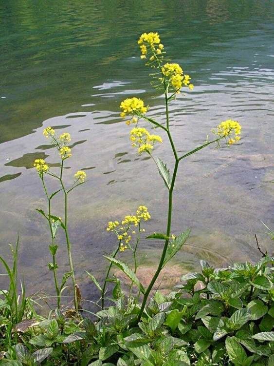 Rorippa amphibia Rorippa amphibia L Besser great yellowcress