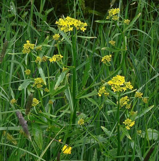 Rorippa amphibia Rorippa amphibia L Besser great yellowcress