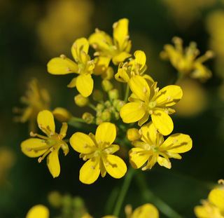 Rorippa amphibia Rorippa amphibia Great Yellowcress Discover Life