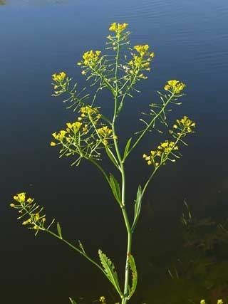 Rorippa amphibia Greater Yellowcress Rorippa amphibia Flowers NatureGate