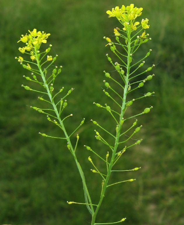 Rorippa austriaca Rorippa Austriaca Related Keywords amp Suggestions Rorippa Austriaca