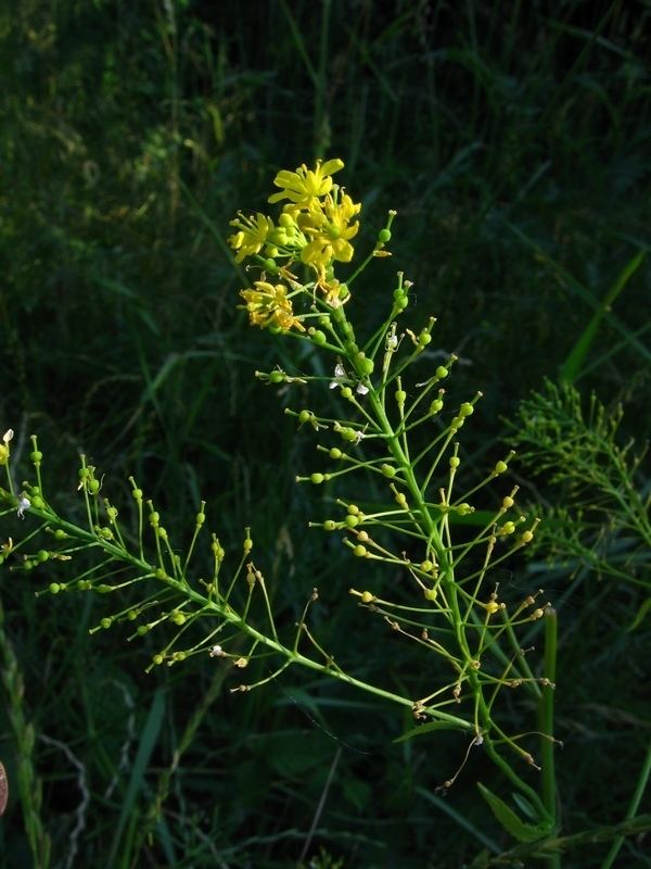Rorippa austriaca Image Rorippa austriaca Austrian Yellowcress BioLibcz