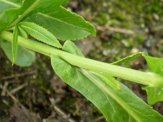 Rorippa austriaca BOTANYcz RORIPPA AUSTRIACA Crantz Besser rukev rakousk