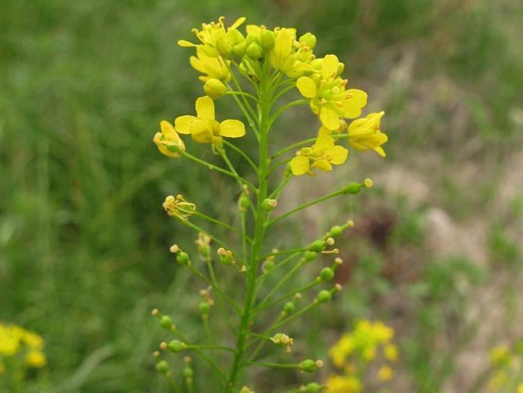 Rorippa austriaca luirigaltervistaorgcpmalbumsbot043003rorip