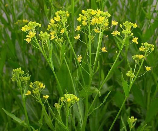 Rorippa austriaca Rorippa austriaca Specie della flora italiana