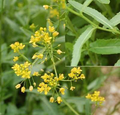 Rorippa austriaca Online Virtual Flora of Wisconsin Rorippa austriaca