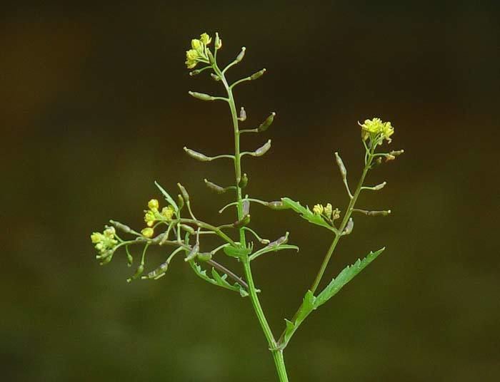 Rorippa Rorippa palustris Bog yellowcress Rorippa islandica