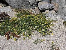 Rorippa subumbellata httpsuploadwikimediaorgwikipediacommonsthu