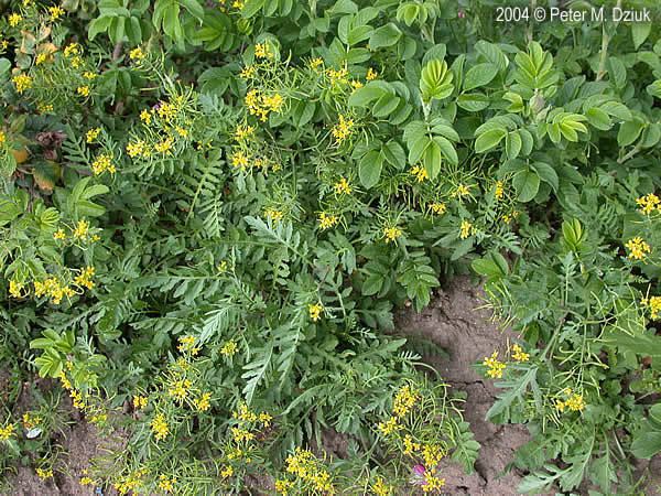 Rorippa sylvestris Rorippa sylvestris Creeping Yellowcress Minnesota Wildflowers