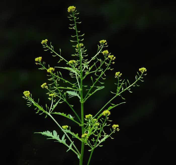 Rorippa sylvestris Rorippa sylvestris Creeping yellowcress Nasturtium sylvestre
