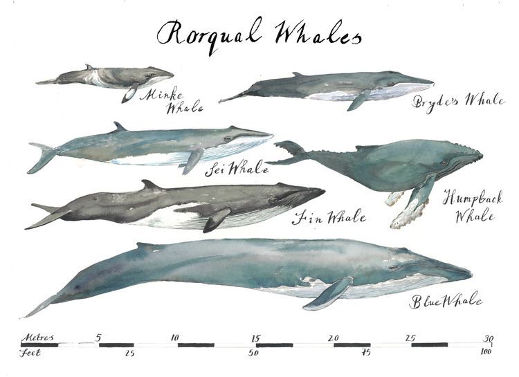 Rorqual Rorqual Whale Chart A5 card Camilla Seddon Art Originals Prints