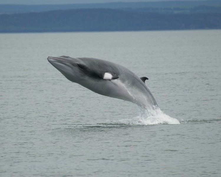 Rorqual Petit rorqual Baleines en direct