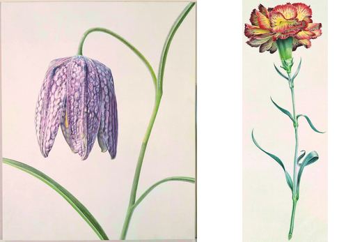 Rory McEwen (artist) Exhibition review Rory McEwen the botanical artist who