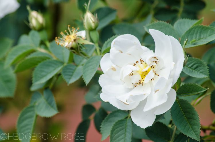 Rosa × alba Rosa alba semiplena The White Rose of York