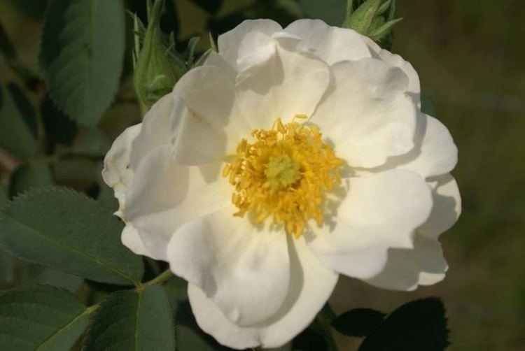Rosa × alba ROSA alba semiplena Ludwigs RosesLudwigs Roses
